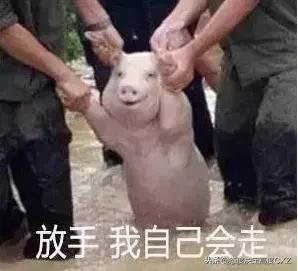 运猪车被撞侧翻，二师兄马路撒欢引欢笑-图2