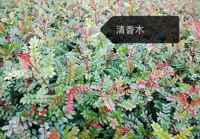 150种鲜花图谱大全，挑战你的识花能力！-图26