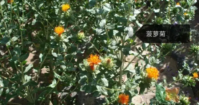 150种鲜花图谱大全，挑战你的识花能力！-图96