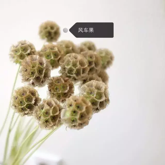 150种鲜花图谱大全，挑战你的识花能力！-图121